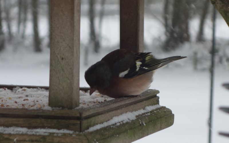 382def98efa52d5d7f3efe0dd3aad8c2