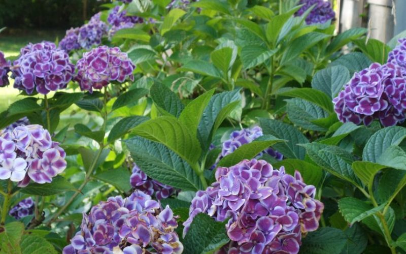 c97777b8149a4520812cce51168679dd